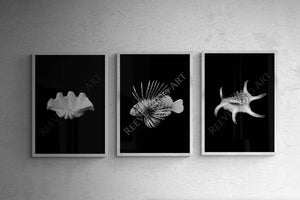 Hamptons Wall Art - Set of 3 black and white shell